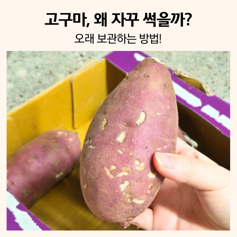 고구마 오래 보관하는 방법 따로 있어요. '이것' 꼭 피하세요!