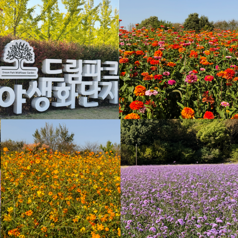 인천 핑크뮬리 명소 가을꽃구경 드림파크 야생화단지
