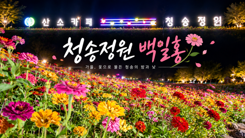 청송정원 백일홍 10월 방문 후기｜입장료 무료·주차장·야경까지! 아이랑 청송 가볼만한곳