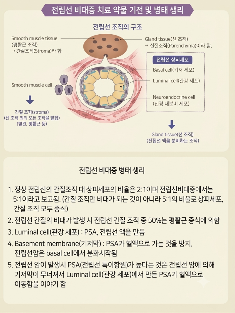 전립선 비대증 치료 약물 기전