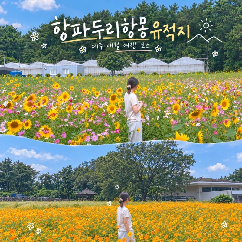 10월 제주도 꽃 항파두리 항몽유적지 애월 여행 코스 나홀로나무 홀츠카페