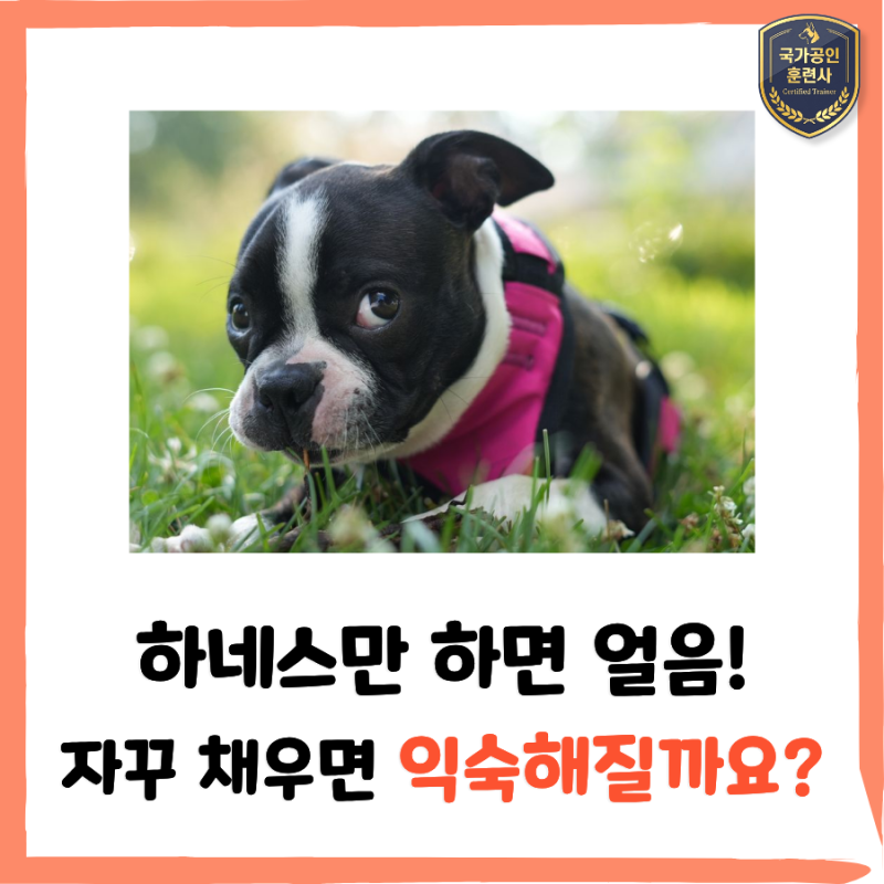 강아지 하네스만 하면 안 움직이는 이유, 새끼강아지 하네스 교육법