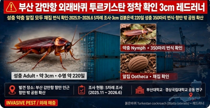 하수구에 3cm '레드 러너' 정착 확인, 부산 감만항 투르키스탄 바퀴 확산 전에 집에서 막는 5가....