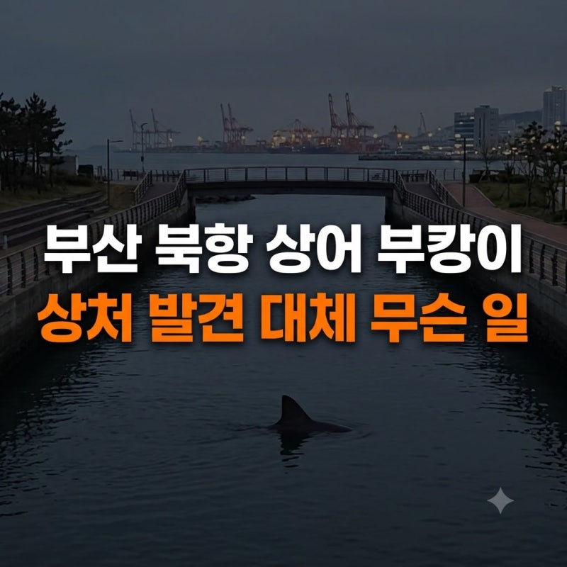 부캉이 지금 위치 상처 북항친수공원 (+무료주차장)