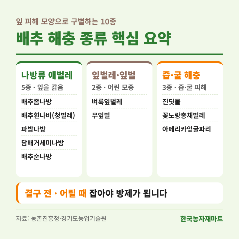 배추 해충 종류 총정리 잎 구멍 모양으로 구별하고 결구 전 잡는 방제 3원칙 배추밭 해충도감