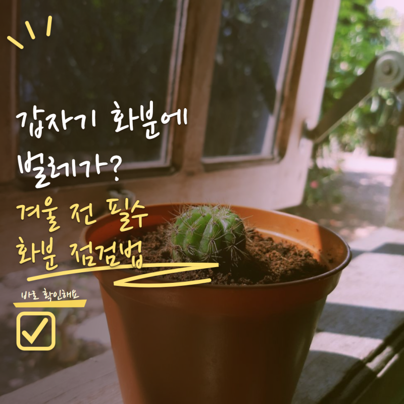 식물 실내로 들였더니 벌레가 생겼다면? 겨울 전에 꼭 해야 하는 화분 점검