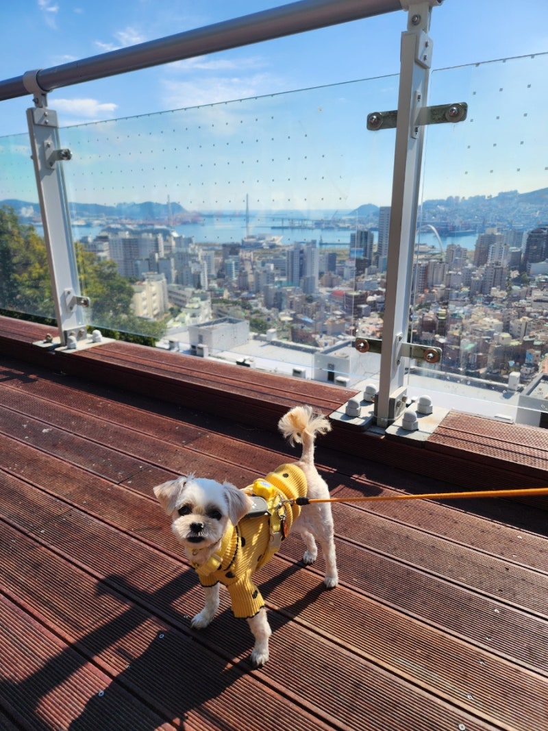 26.10] 부산역 근처 애견동반 가볼만한 곳, 영주 하늘눈전망대