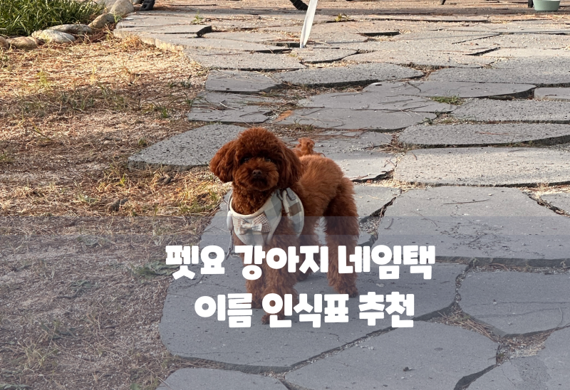 산책길 인싸 되는 비결! 펫요 강아지 네임택 이름표 가볍고 안전한 필수 인식표 추천