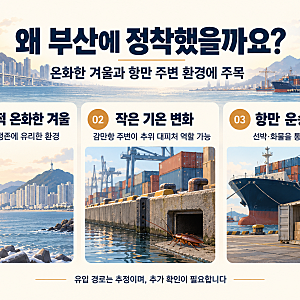 중동 바퀴벌레 부산 정착, 투르키스탄 바퀴가 감만항에서 발견된 이유