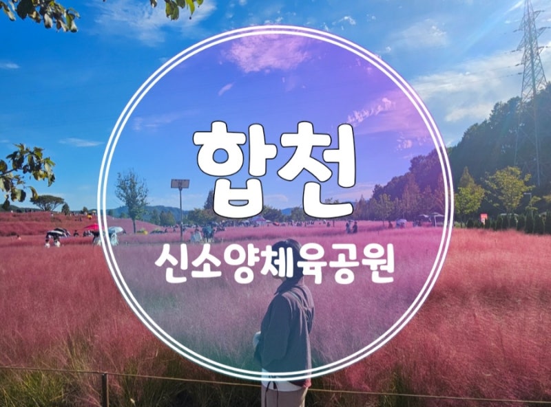 합천 신소양체육공원 핑크뮬리 코스모스 실시간 개화상황 주차 행사 사진 명소