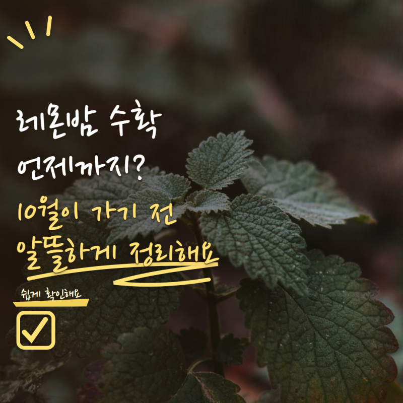 레몬밤 수확은 언제까지 가능할까? 10월 지나기 전에 해두면 좋은 것