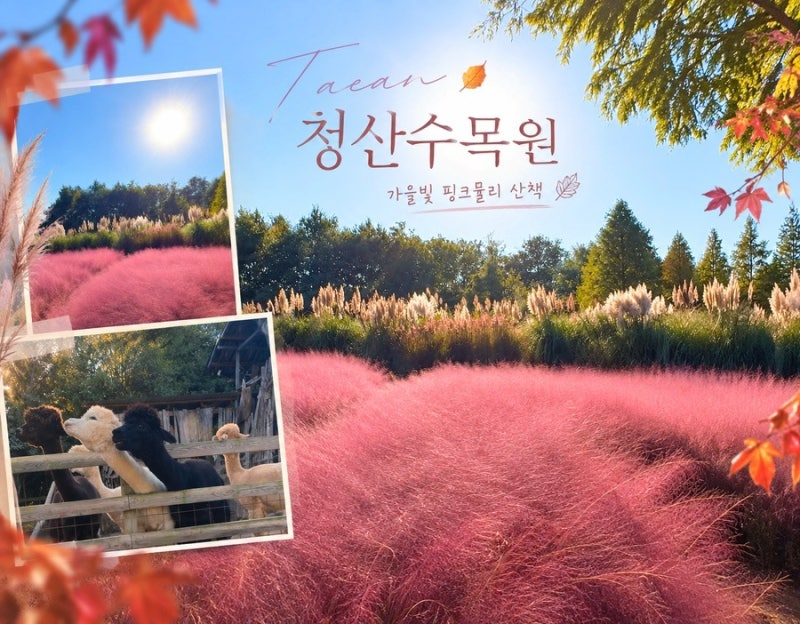 팜파스 핑크뮬리 개화한 태안 청산수목원 후기 (애견동반가능)