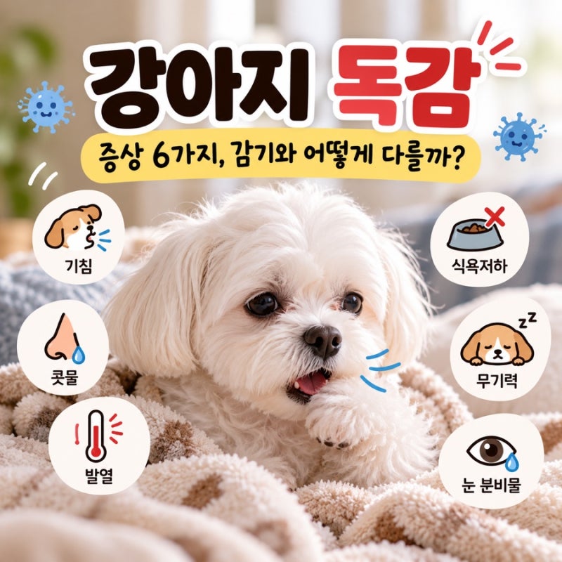 강아지 독감 증상 6가지, 감기와 어떻게 다를까?
