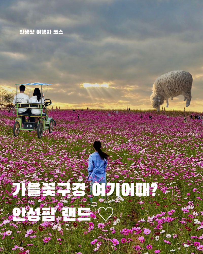 경기도 가볼만한곳 안성팜랜드 코스모스 핑크뮬리 주차 입장료