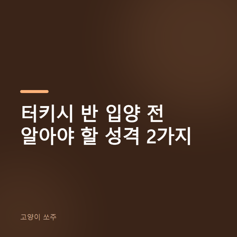 터키시 반 입양 전 알아야 할 성격 2가지