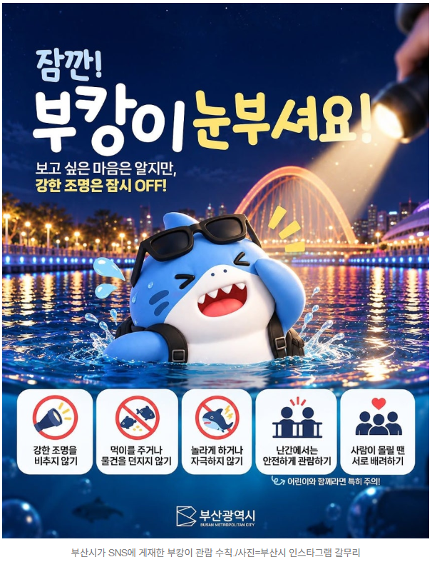 부캉이는 아직 부산에 있습니다｜120만 명이 찾은 북항의 상어, 방구석 시네마가 기록한 두 ....