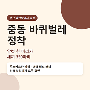 중동 바퀴벌레가 부산에 정착했대요, 투르키스탄 바퀴 암컷 한 마리가 350마리