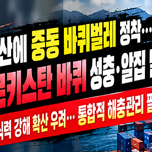 부산에 중동 바퀴벌레 정착 확인…투르키스탄 바퀴 성충·알집 발견, 번식력과 확산 가능성....
