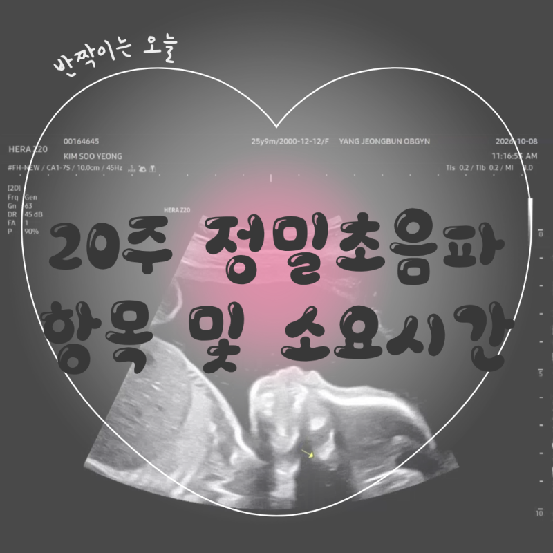 임신 20주~24주 | 정밀초음파, 어떤 항목을 볼까?