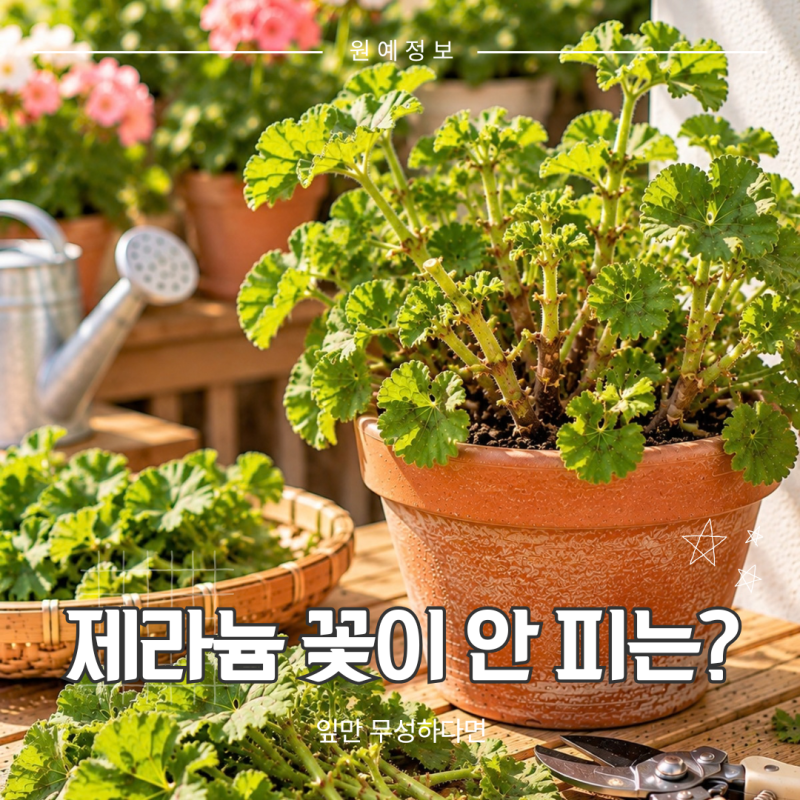 제라늄 꽃이 안 피는 이유, 잎만 무성할 때 확인할 5가지