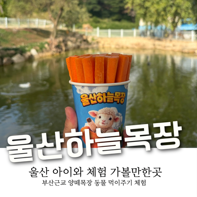 [부산 근교 울산 아이랑 가볼만한 곳] 울산하늘목장