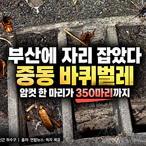 바퀴벌레 한 마리가 350마리까지? 부산에 정착한 ‘중동 바퀴’, 알집까지 나왔다