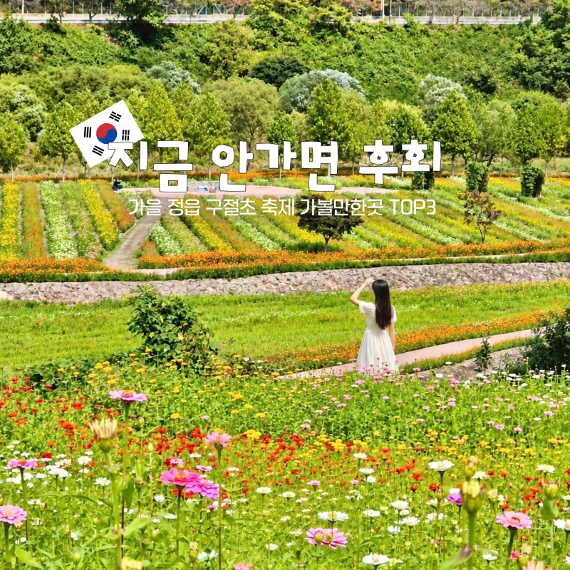 "지금 안 가면 후회" 가을 정읍 구절초 축제 가볼만한곳 TOP2