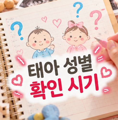 태아 성별 확인 시기 주수 언제? 아기 성별 미리 보는 3가지 방법