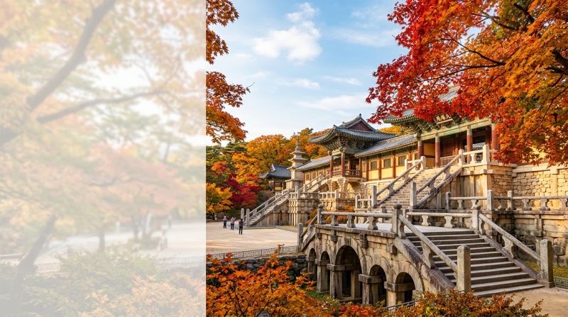 2026년 경주 불국사 단풍 절정 시기 및 보문호수 핑크뮬리 가을 힐링 코스 주차 팁 가이드