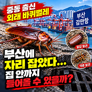 부산에 중동 바퀴벌레가 자리 잡았다…집 안까지 들어올 수 있을까?