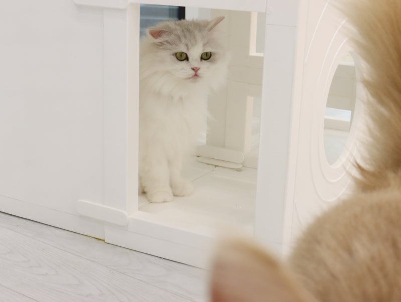 고양이꿈 해몽, 검은 고양이와 새끼 고양이가 나왔다면 길몽일까?