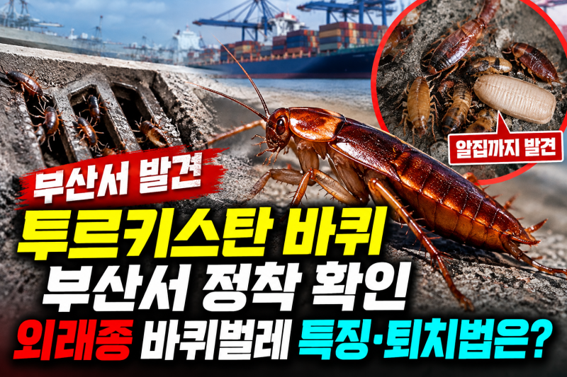 투르키스탄 바퀴 부산서 정착 확인, 외래종 바퀴벌레 특징·번식력·퇴치법은?