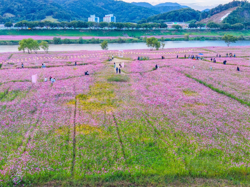 나주 가볼만한곳 영산강 축제 전남 최대 코스모스 단지 영산강 정원, 급이 달라요.