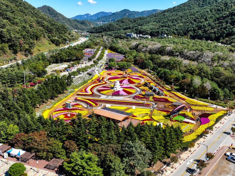 설악산이 감싼 2026 인제가을꽃축제 연장 정보 알고 가야 실패없는 이유 (먹거리, 주차장)