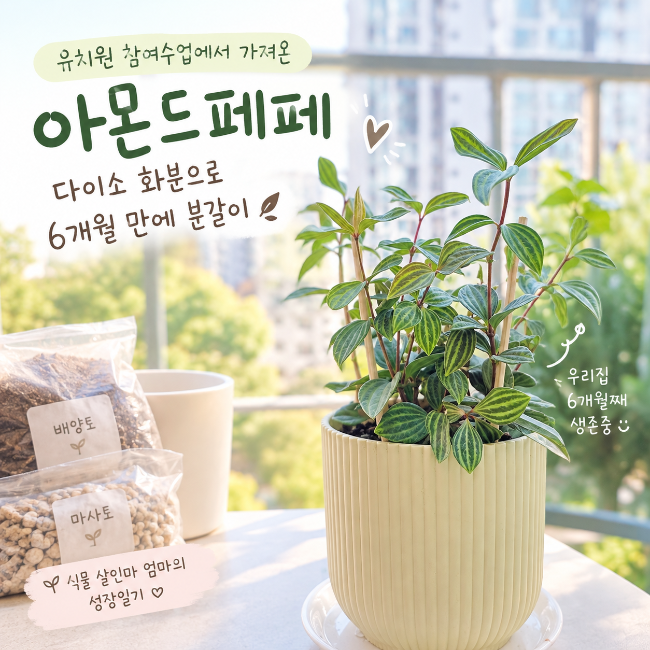 유치원에서 가져온 아몬드페페｜식물 살인마 엄마의 6개월 기록