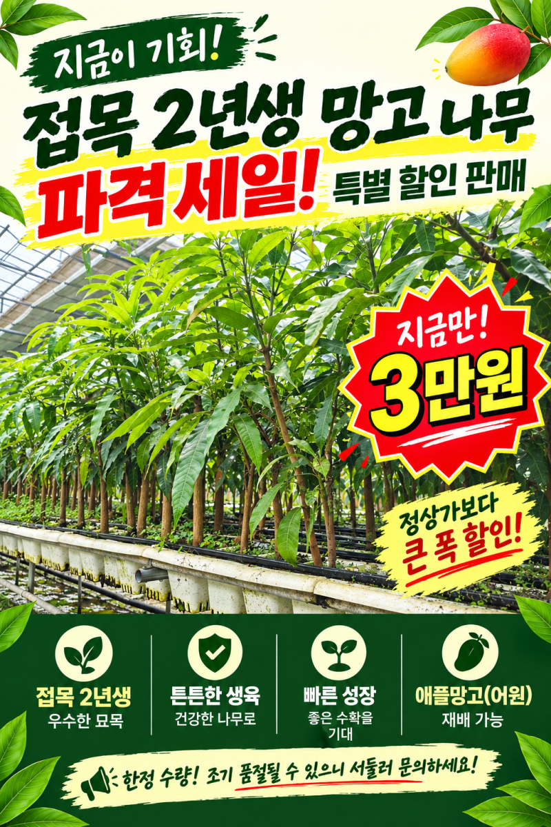 애플망고 묘목 파격 할인! 접목2년생 어윈 1주 "3만원" 특별 판매.