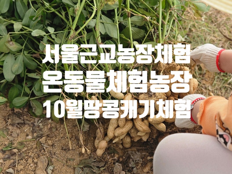 서울근교 경기도 시흥시 아이와 나들이 동물, 농장체험, 모래놀이 가능한 온동물체험농장
