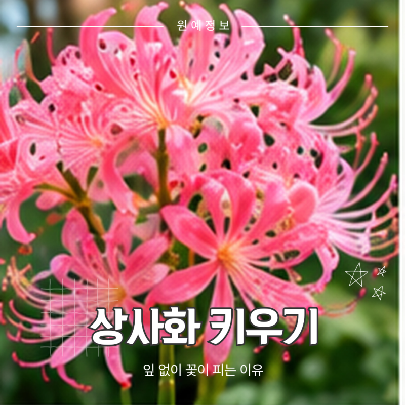 상사화 키우기, 구근 심는 시기와 계절별 관리 방법