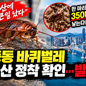 중동 바퀴벌레 부산 정착 확인 논란 총정리｜한 마리가 350마리 번식? 특징·위험성·퇴치법까....