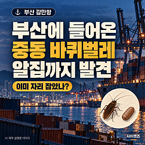 부산에 들어온 중동 바퀴벌레｜알집까지 발견, 이미 자리 잡았나?
