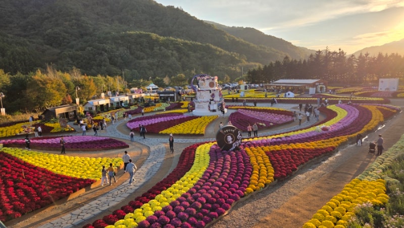 인제가을꽃축제 후기 축제기간연장 용대숲