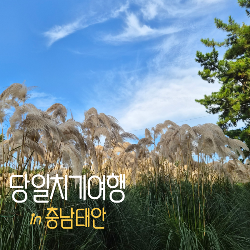 태안 당일치기 여행 코스 | 청산수목원부터 가을꽃박람회 야경까지