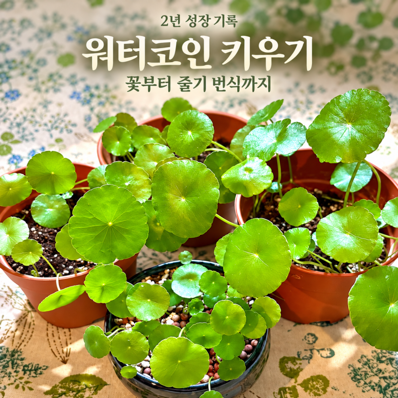 워터코인 키우기 2년 기록｜꽃·분갈이·줄기 번식 경험