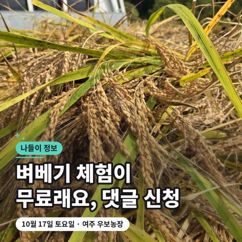 여주 벼베기 체험 무료, 우보농장 토종벼 10월 17일 신청 방법