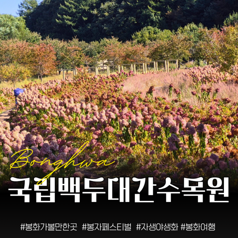 봉화 가을 가볼만한곳 | 2026 봉자페스티벌 국립백두대간수목원 솔직 후기
