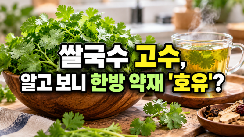 쌀국수 속 고수, 알고 보니 한방 약재 '호유'? 뜻밖의 효능과 활용법