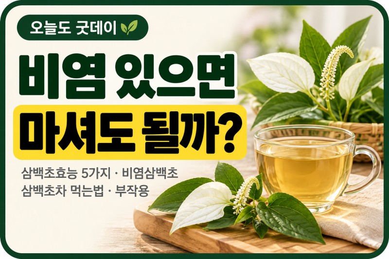 "비염 있으면 마셔도 될까?" 삼백초효능 5가지 비염삼백초 삼백초차 먹는법 부작용