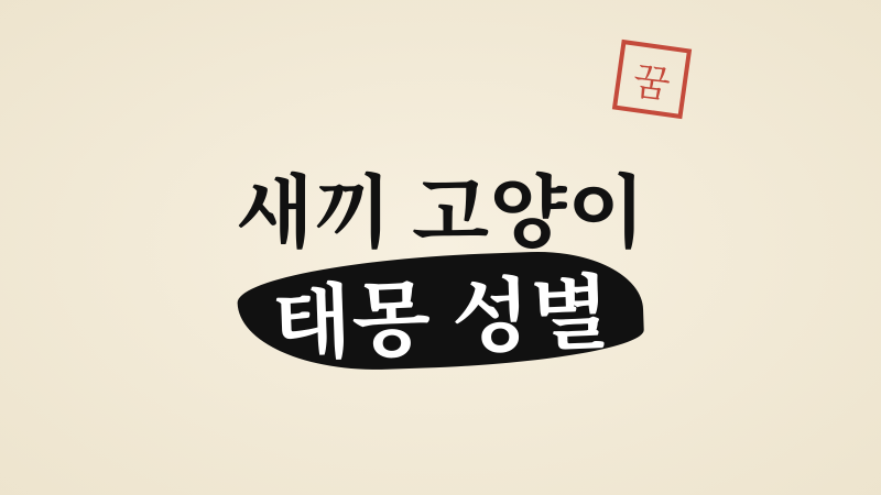 새끼 고양이 태몽 성별, 딸꿈일까 아들꿈일까 상황별 풀이