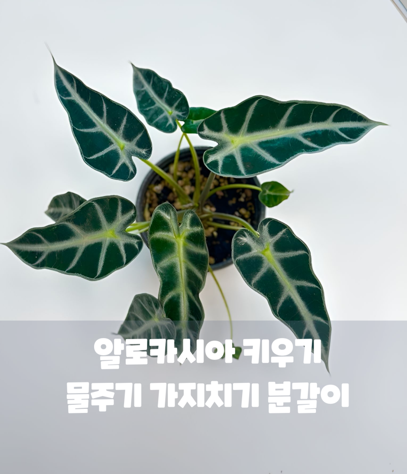 "잎이 시들고 무름병 올까 불안하다면?" 알로카시아 키우기 물주기 가지치기 분갈이 꿀팁