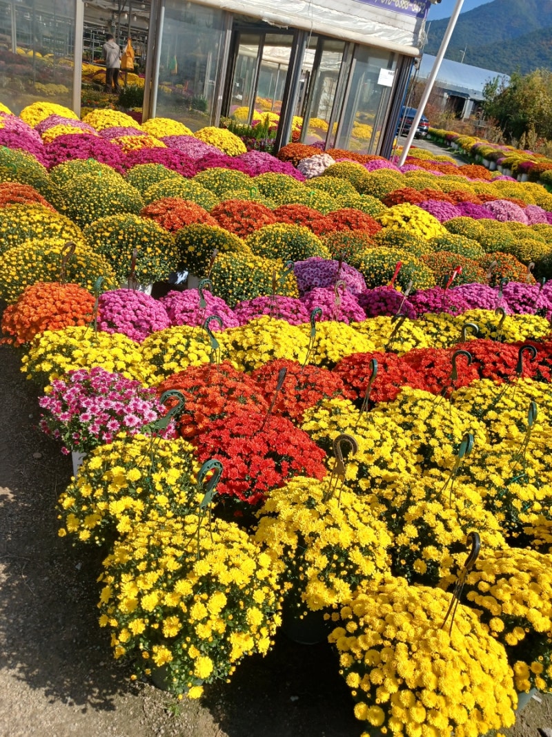 가을의 여왕 국화 종류 소국,*중추국(중국),대국